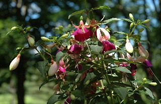 Fuschia in Upper Lawn Fuschia in Upper Lawn