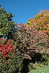 Fall Foliage