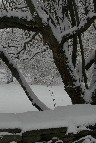 Meadow in Snow