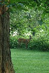 Deer on Lower Lawn